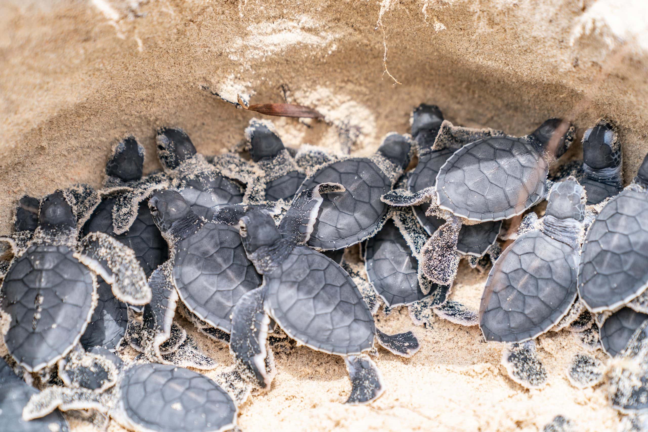 Baby turtle hatchlings in nest