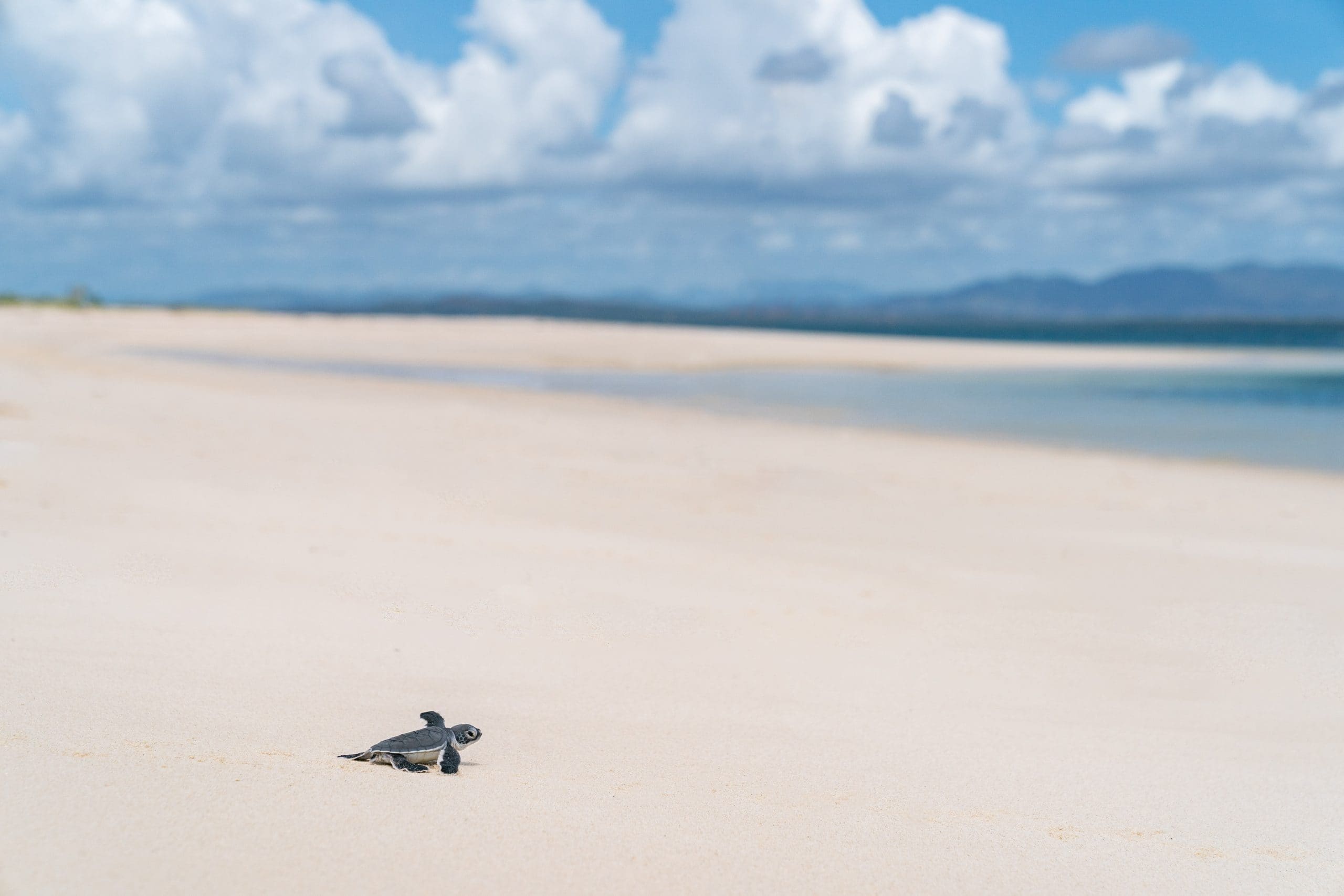 Turtle hatchling scuttling down the beach