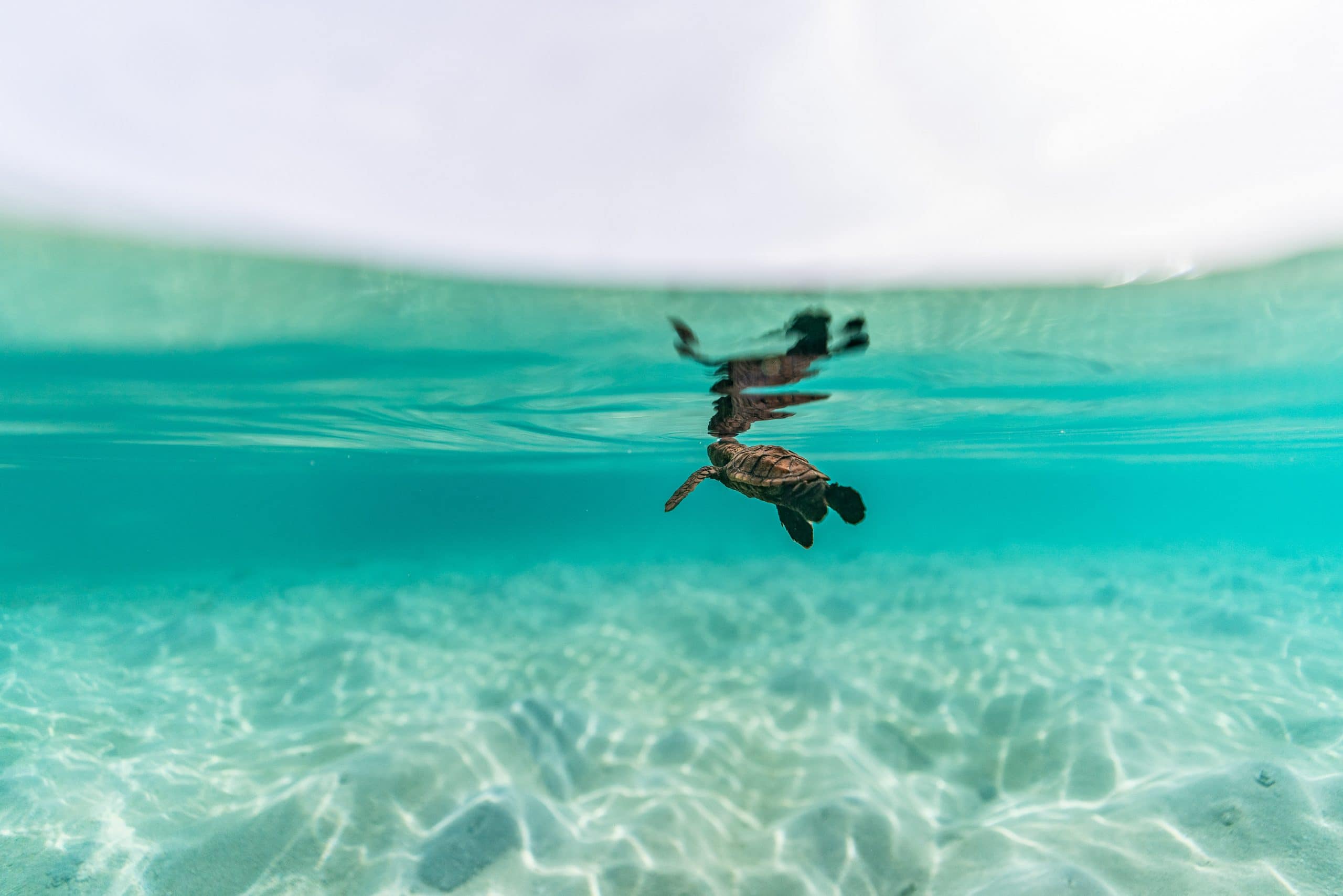 Turtle hatchling taking its first swim in the sea