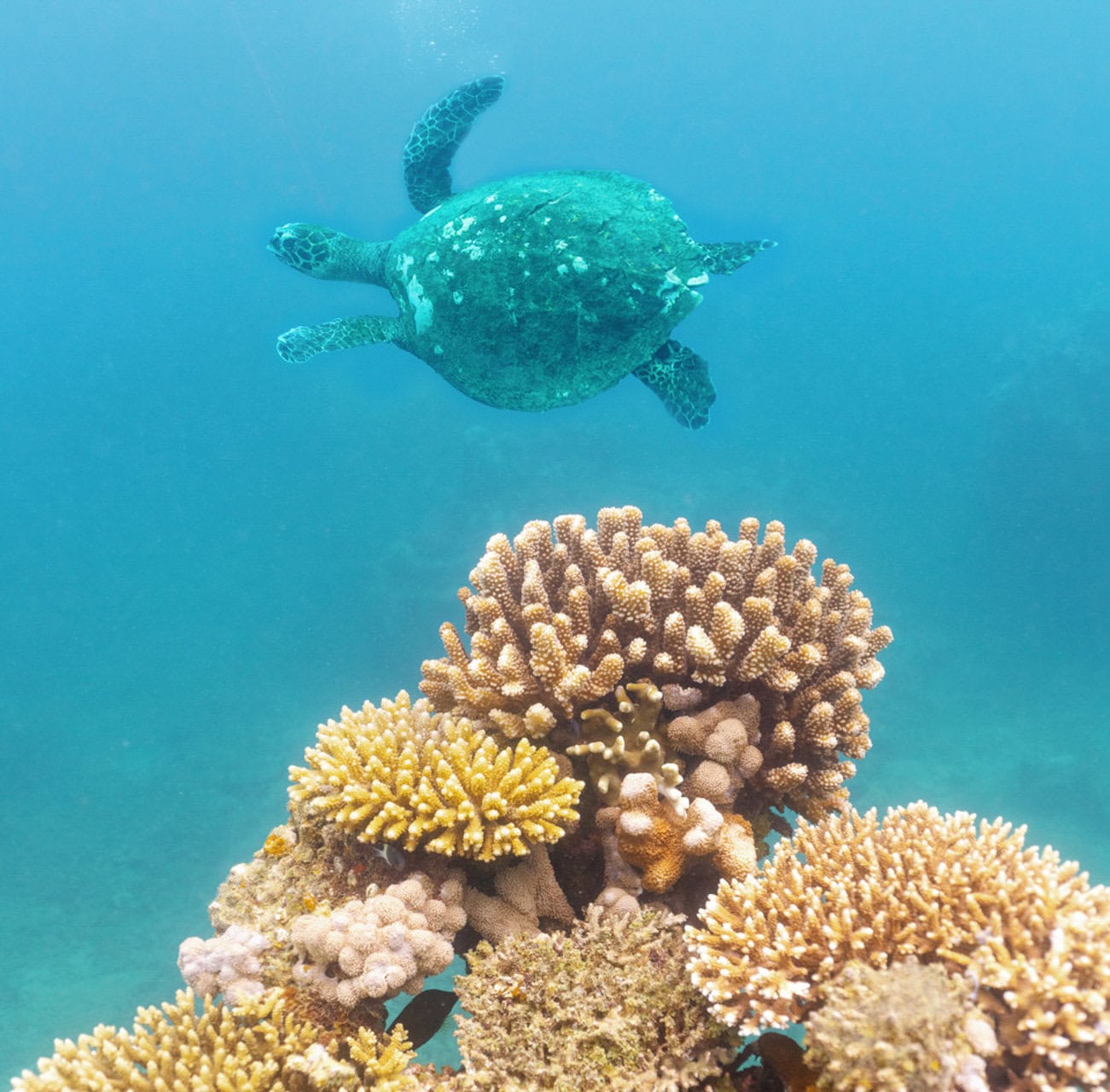 Miavana_Scuba_Diving_©_Oliver_Fly_Photography-26