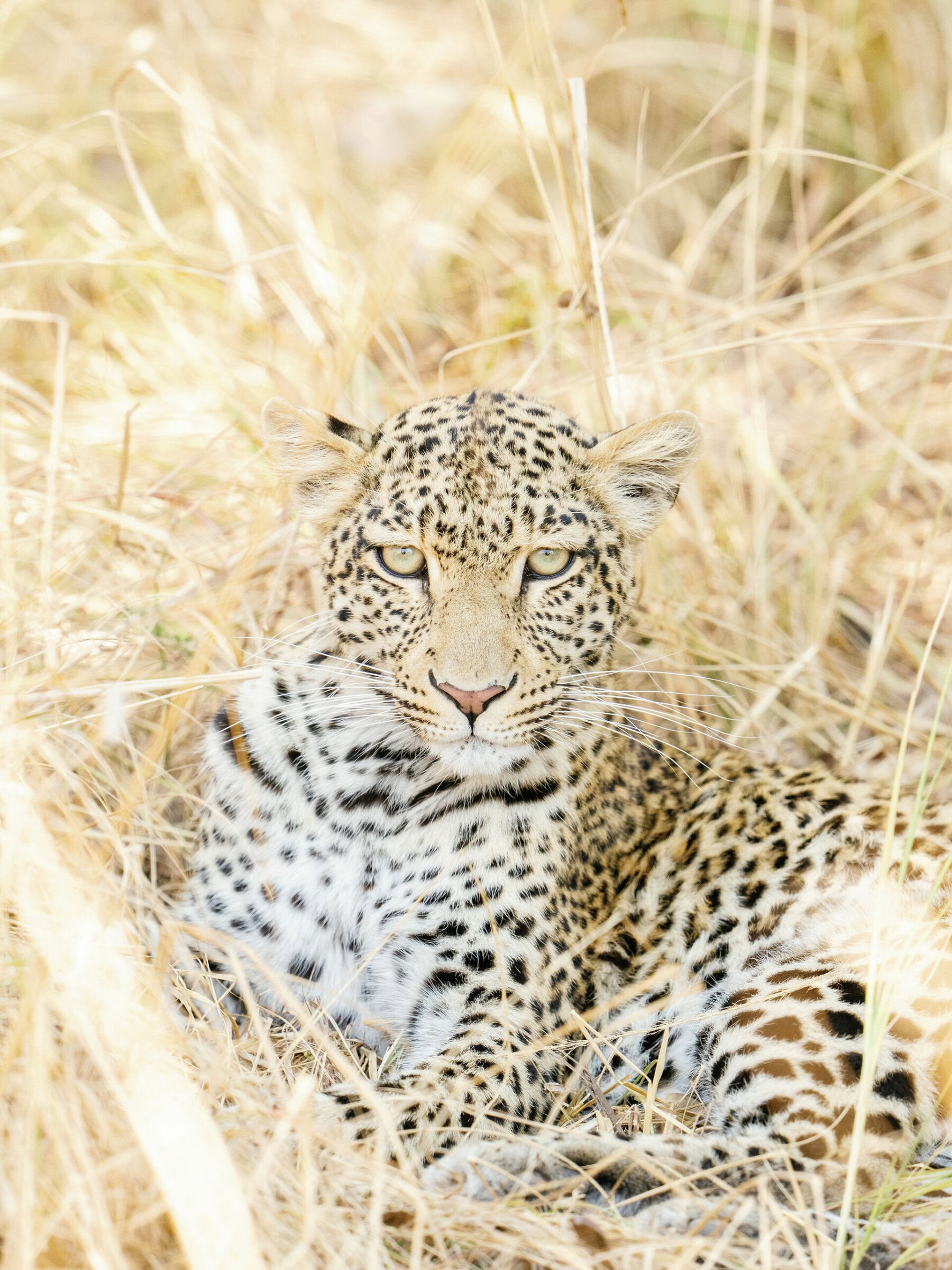 A leopard sitting in the dry long grass on a safari with Time + Tide in Zambia