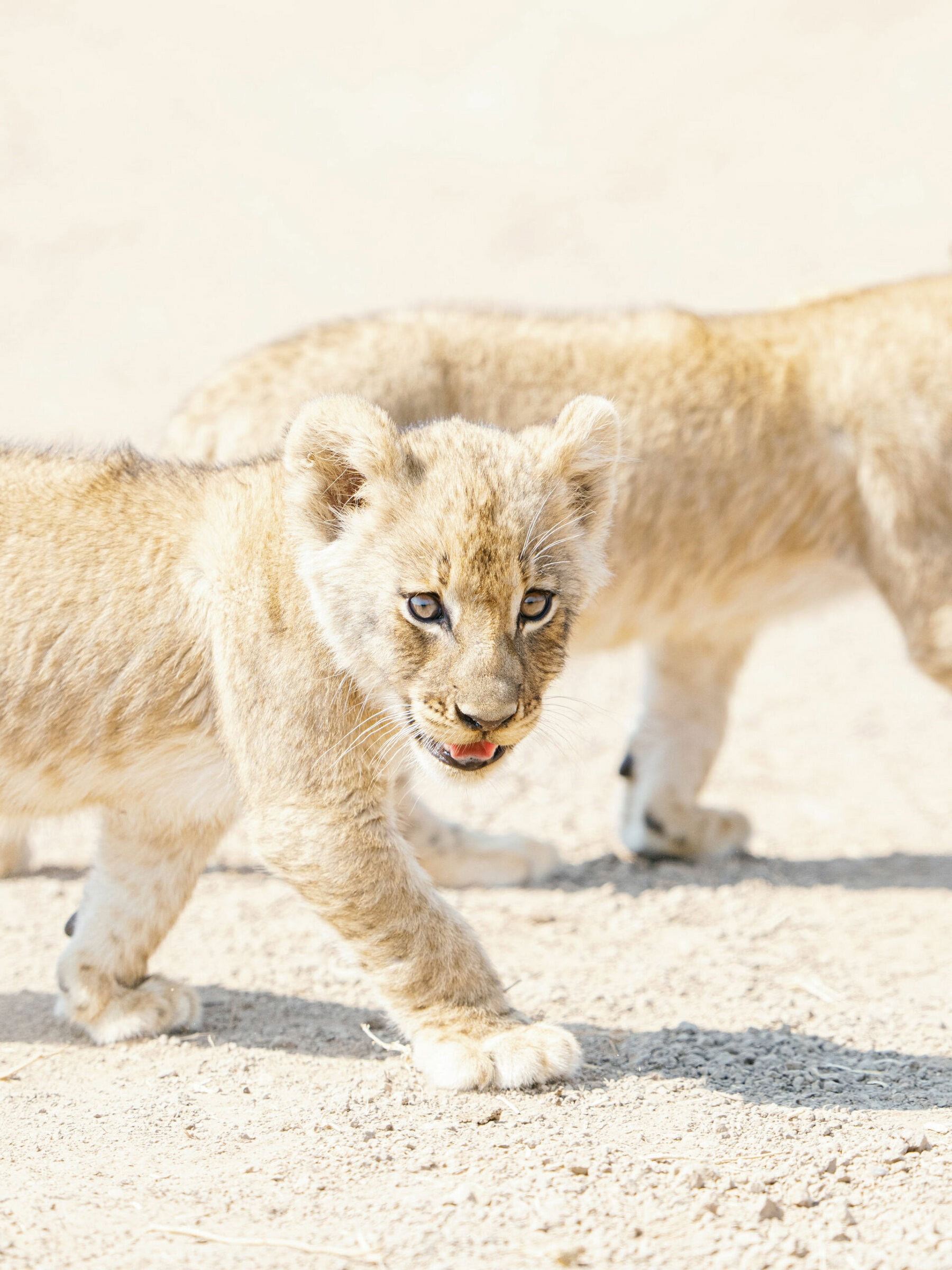 Two lion cubs walking on a safari with Time + Tide in Zambia