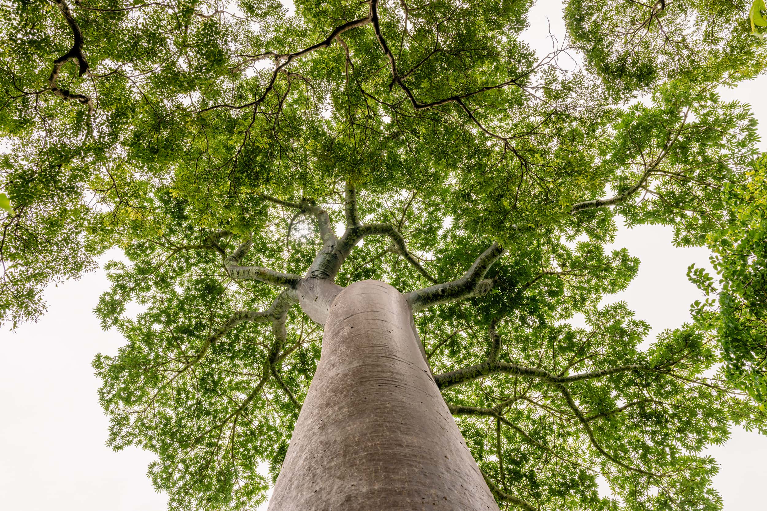 Miavana-Baobab-Excursion-2500px-007