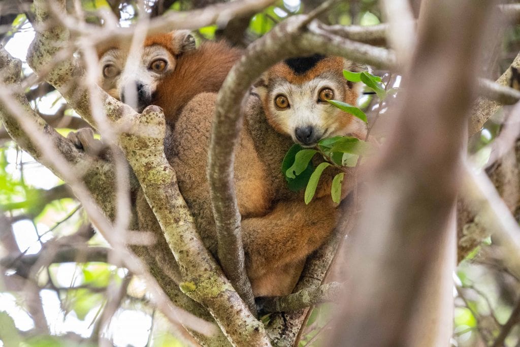 Lemur family in tree
