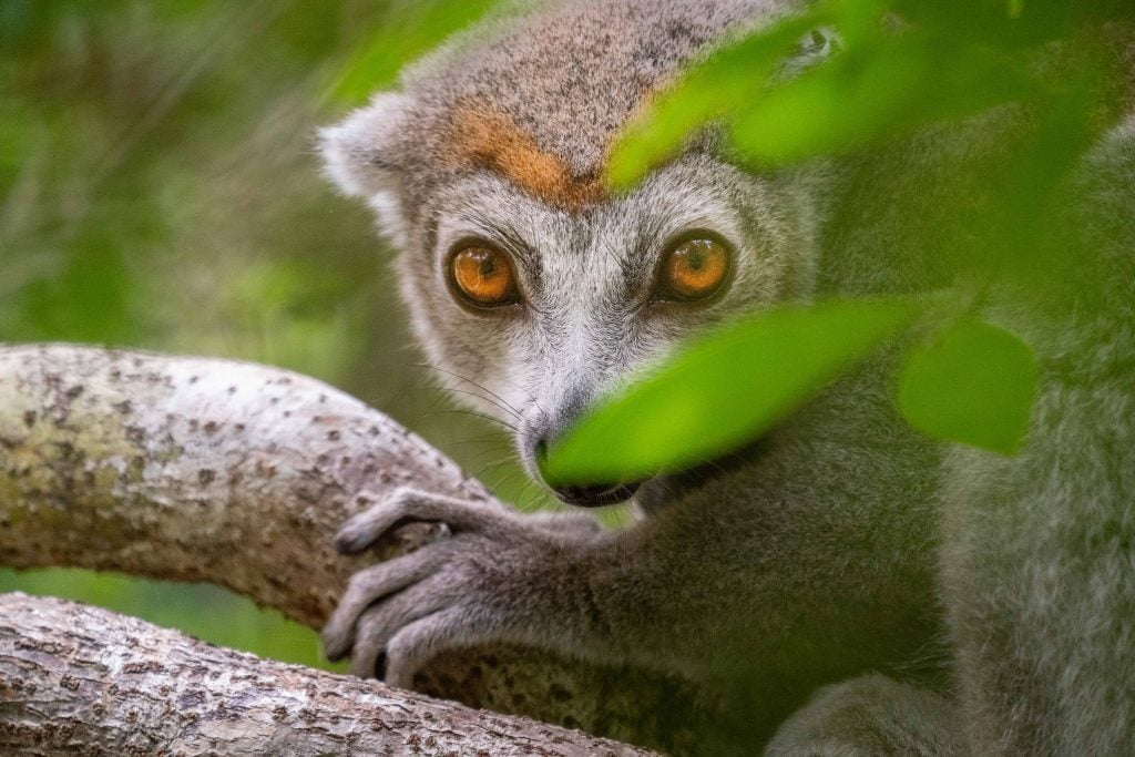 Female lemur