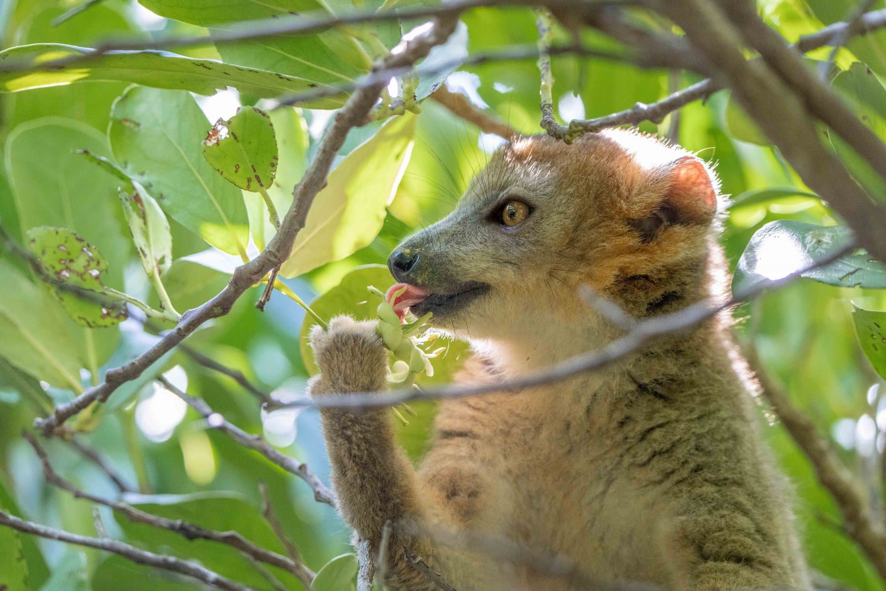 Guided lemur trekking with Miavana, Madagascar