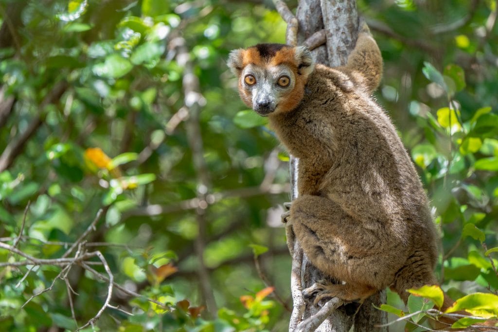 Miavana's Thriving Crowned Lemurs | Miavana by Time + Tide