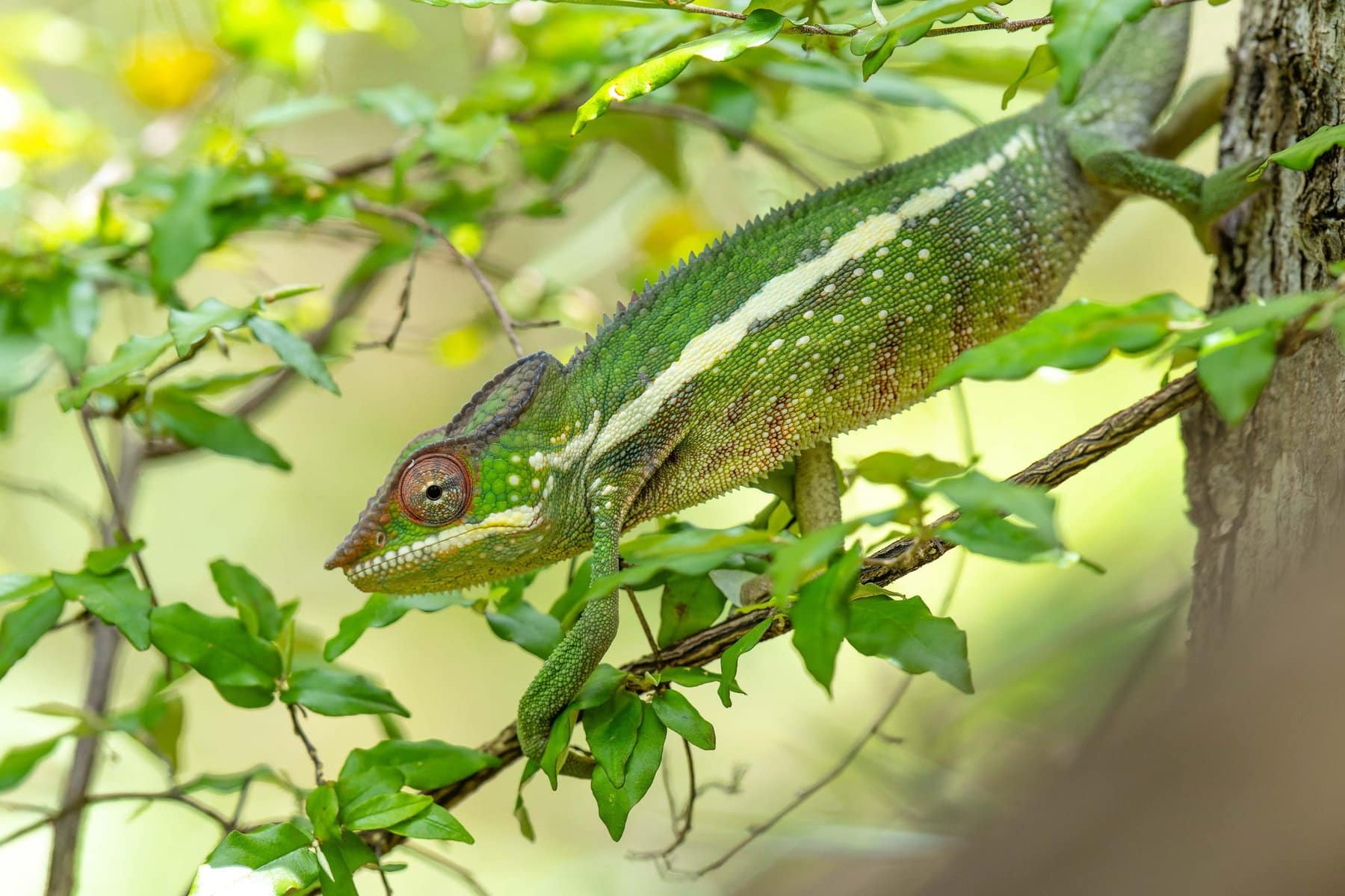 Wildlife chameleon up close