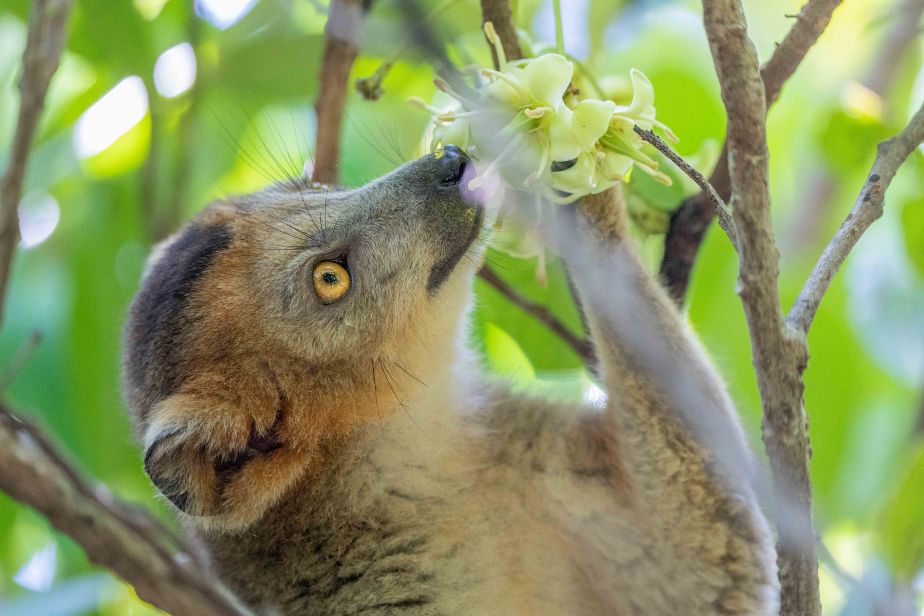 Lemur