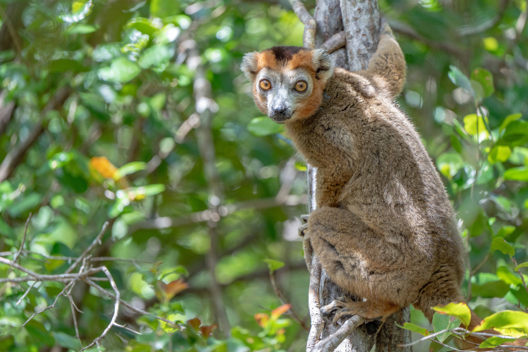 A Crowned Lemur at Miavana by Time + Tide