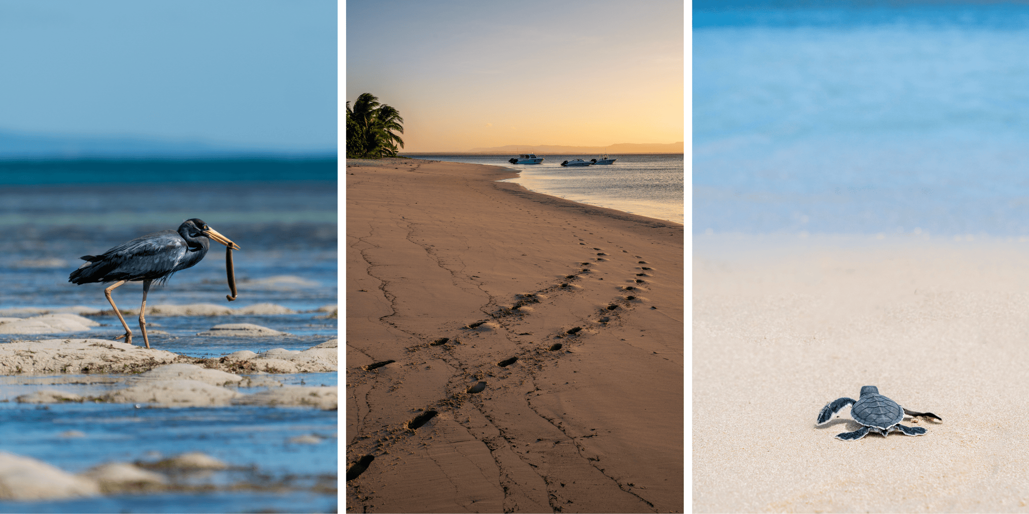 Birds and turtles enjoying the sustainable shores of Miavana