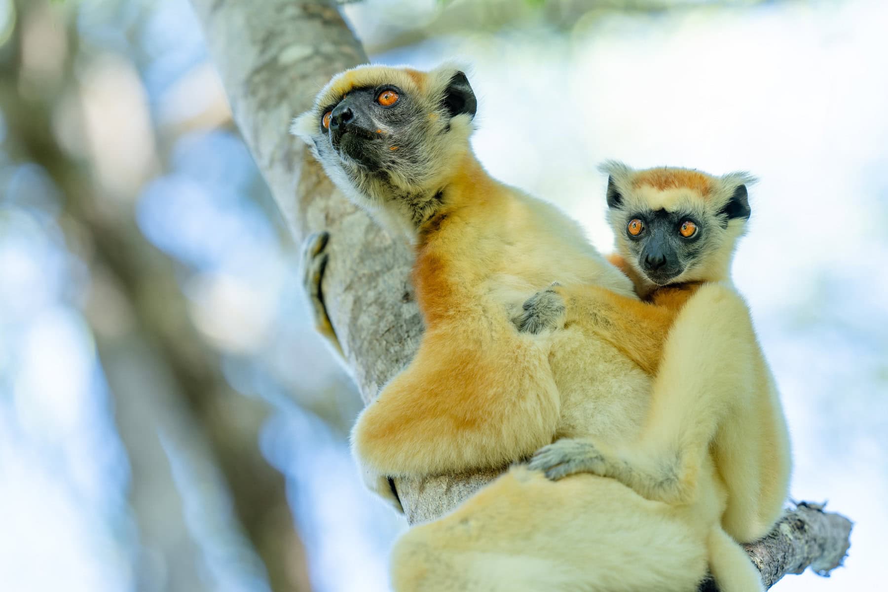 Miavana Lemurs