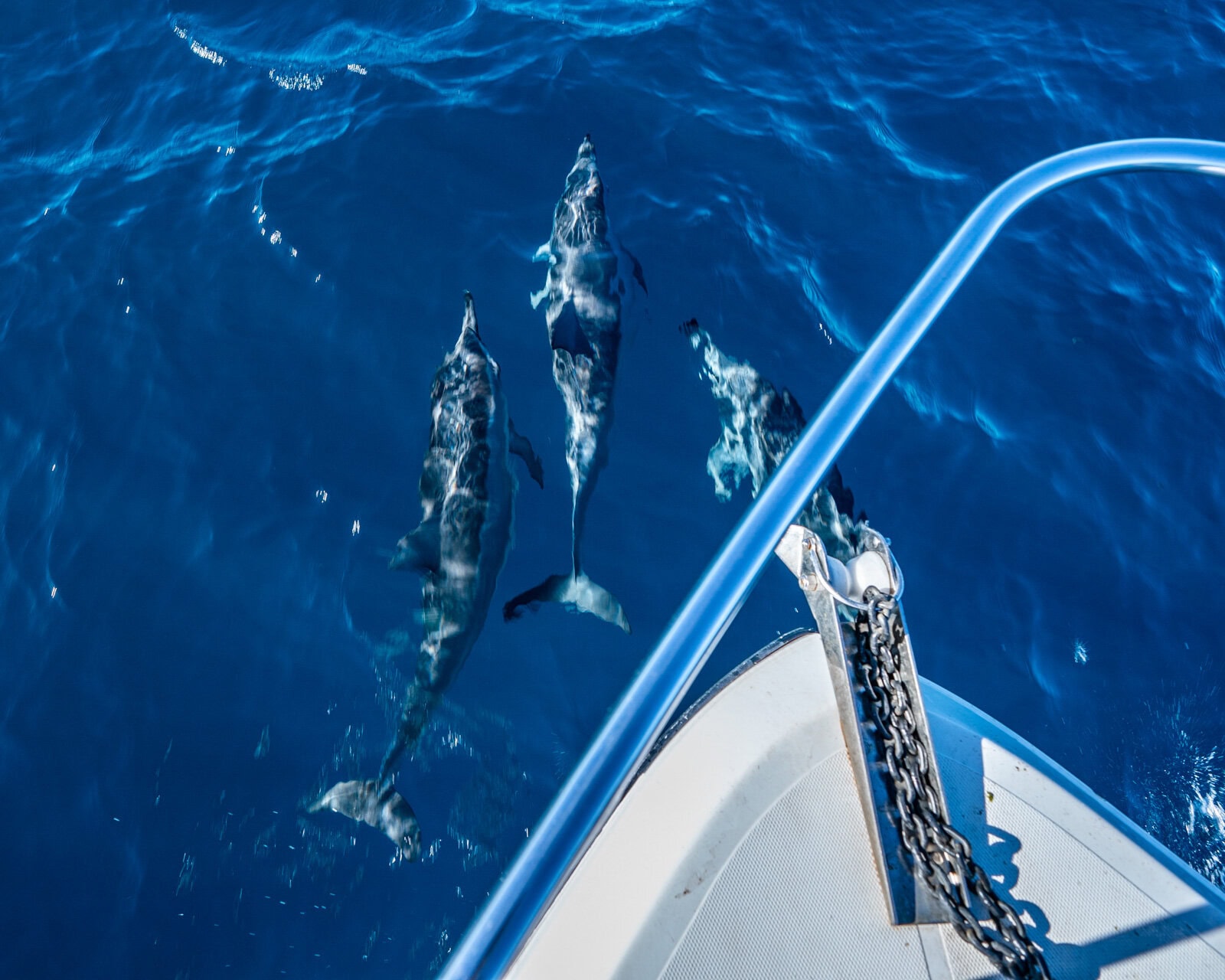 Three dolphins swimming near the boat on a boating excursion with Miavana by Time + Tide, Madagascar