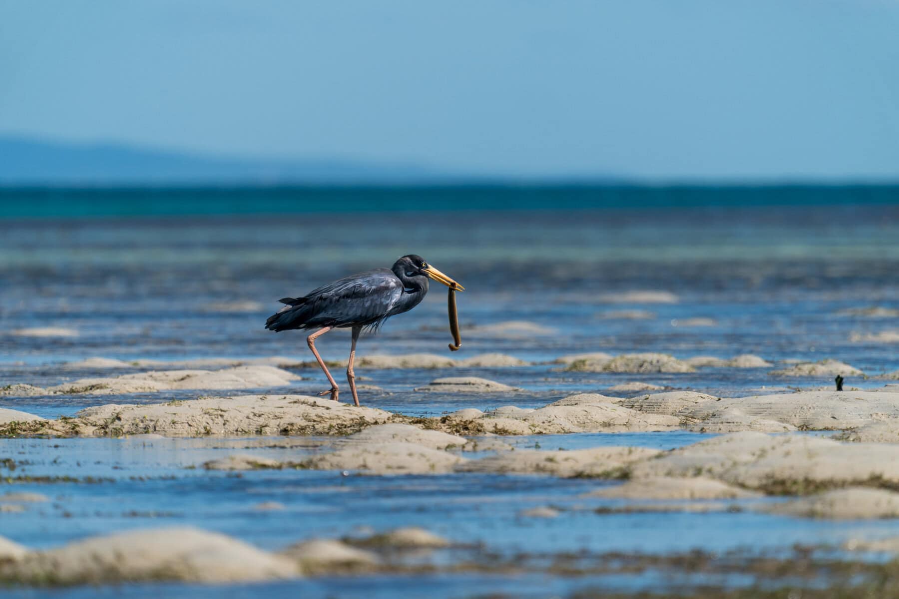 Bird Watching at Miavana by Time + Tide, Madagascar