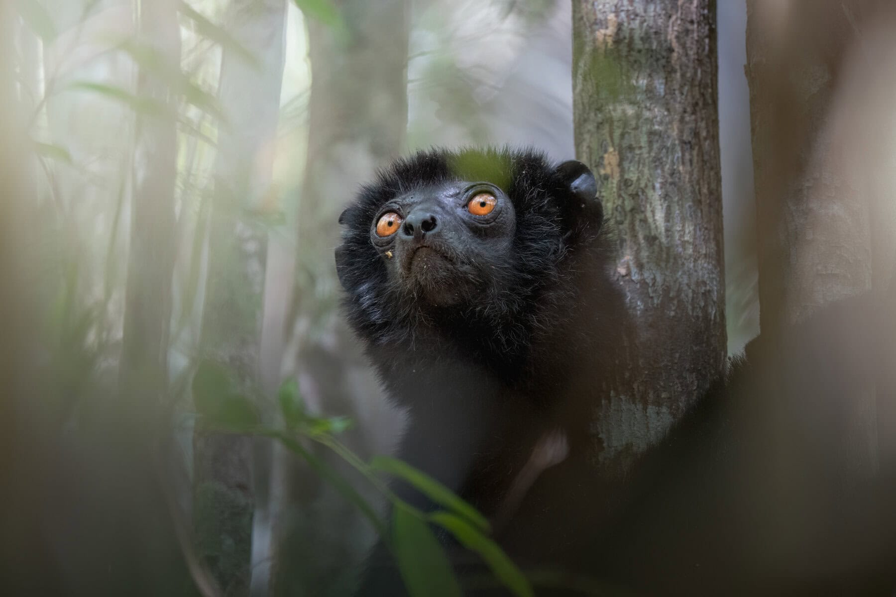 Perrier’s Sifaka Lemur on a helicopter adventure with Miavana by Time + Tide Madagascar