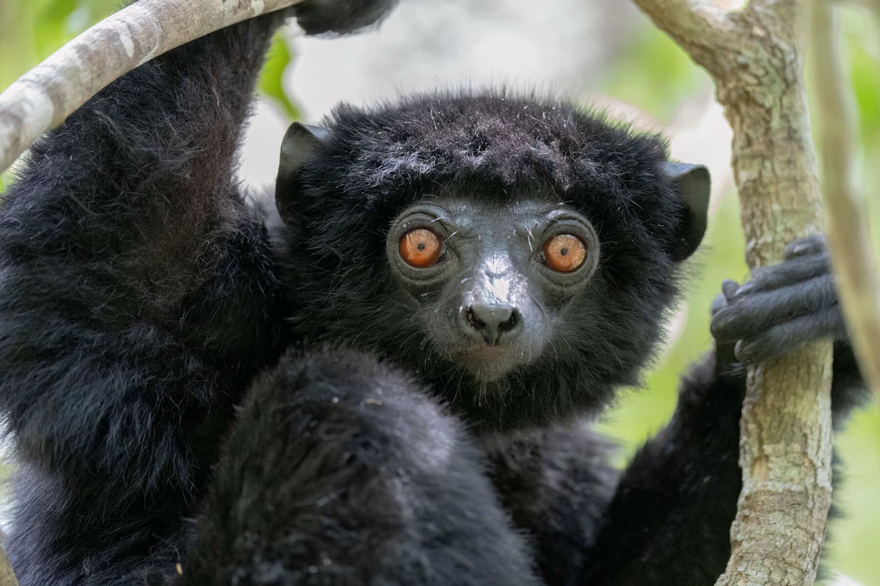 Perrier’s Sifaka Lemur on a helicopter adventure with Miavana by Time + Tide Madagascar