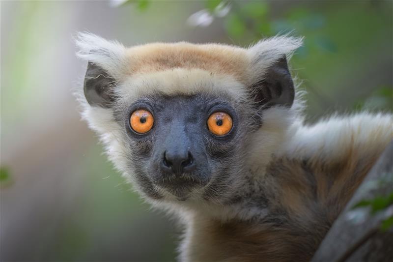 Golden crowned lemur at Daraina