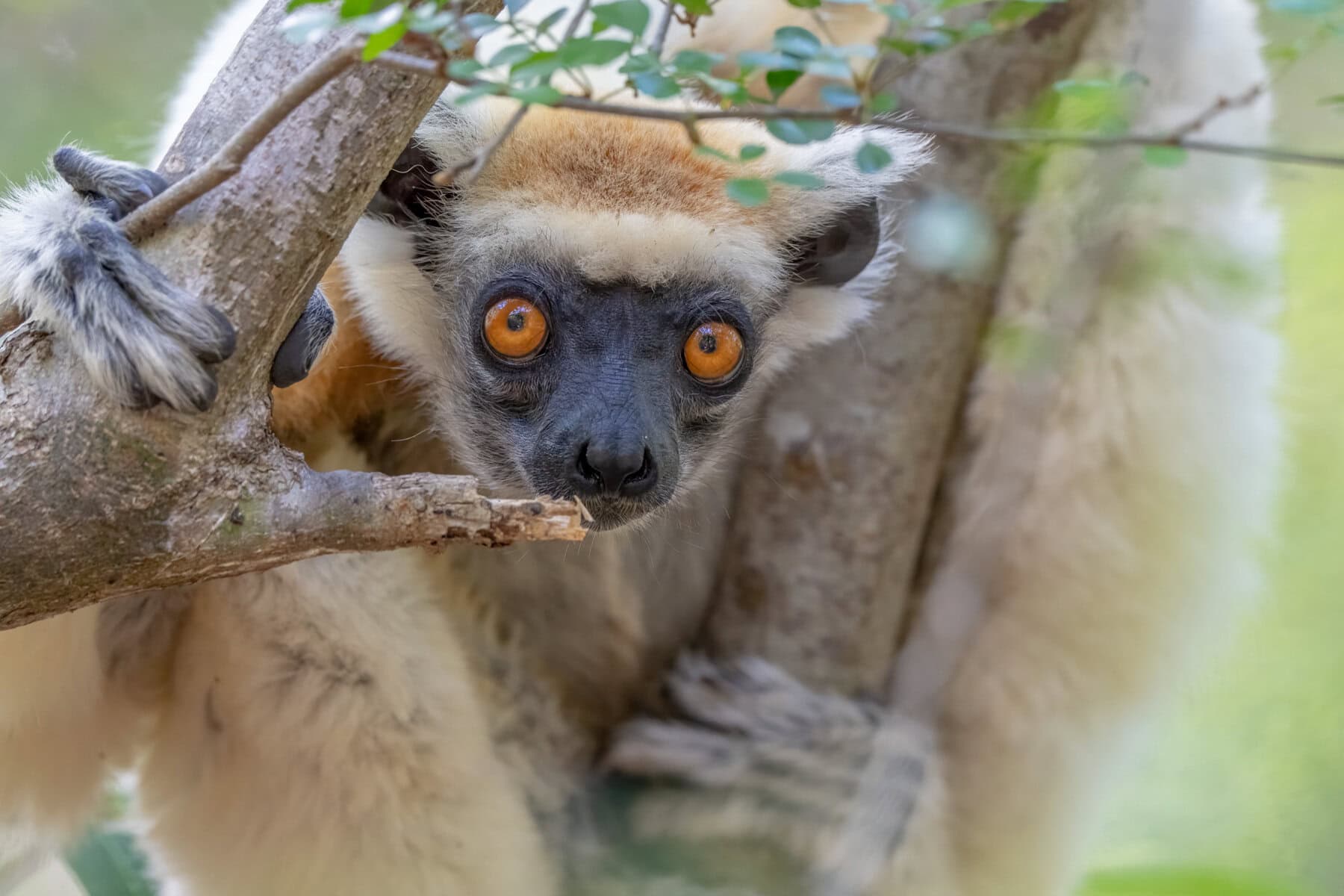 Golden Crowned Sifaka Lemur found at Miavana by Time + Tide Madagascar