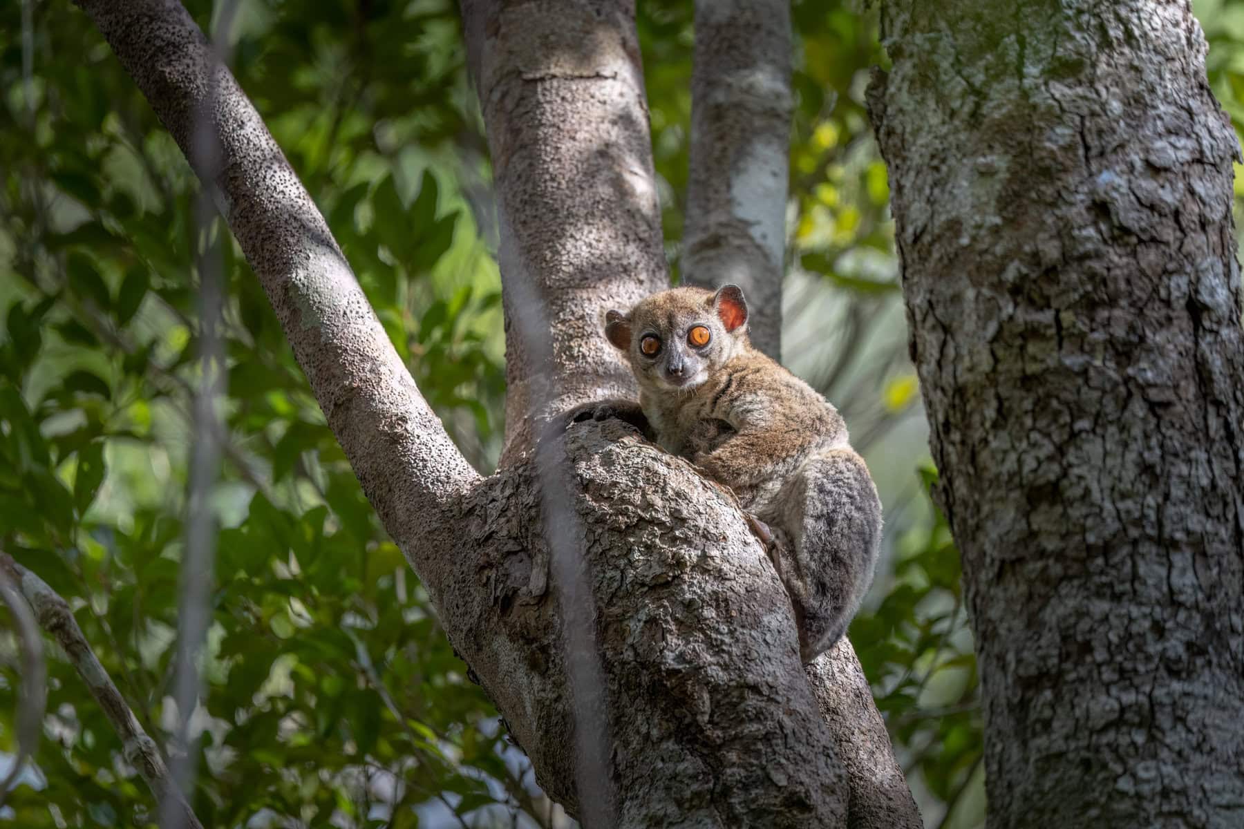 Ankarana Sportive Lemur reached on a helicopter adventure with Miavana by Time + Tide Madagascar