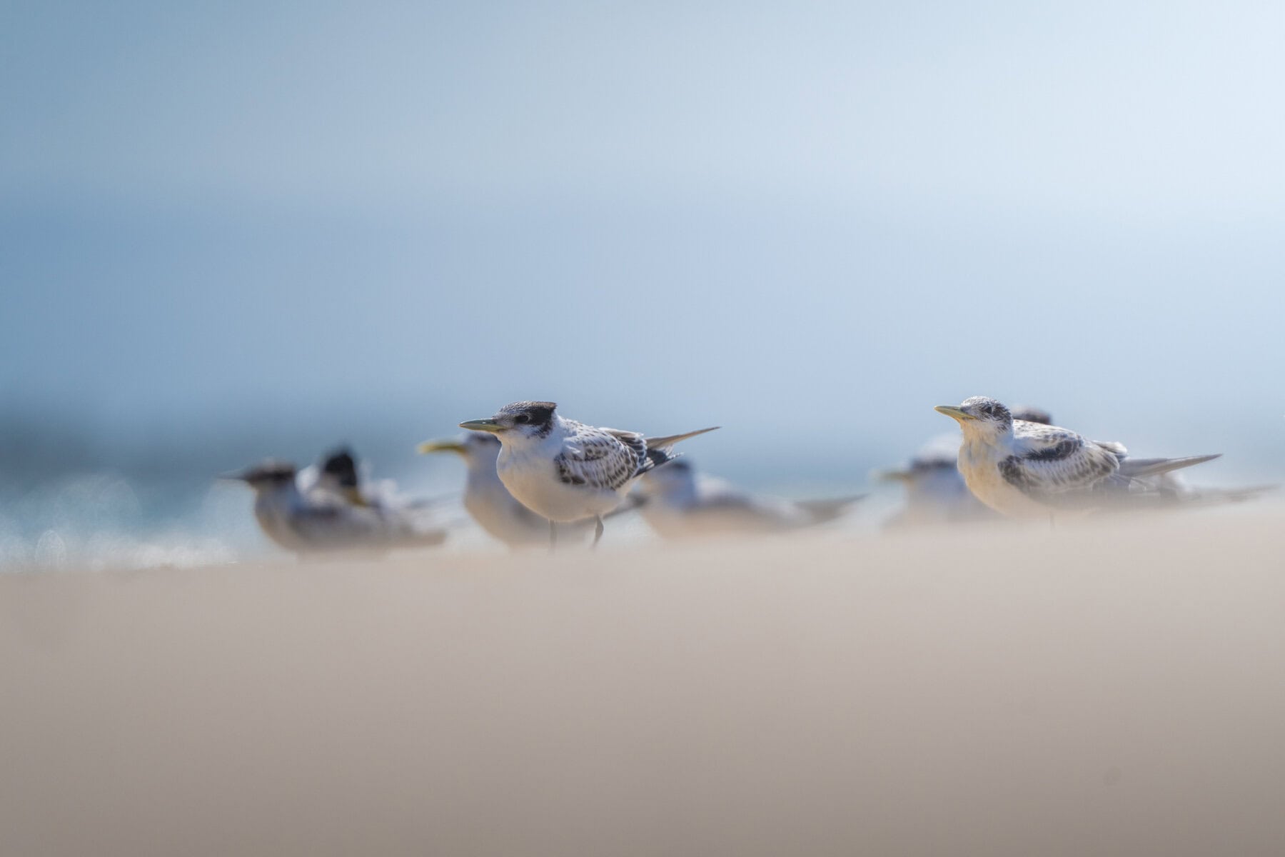 Bird Watching at Miavana by Time + Tide, Madagascar