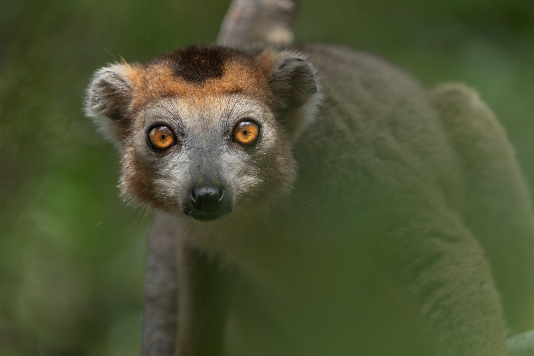 A lemur at Miavana by Time + Tide Madagascar