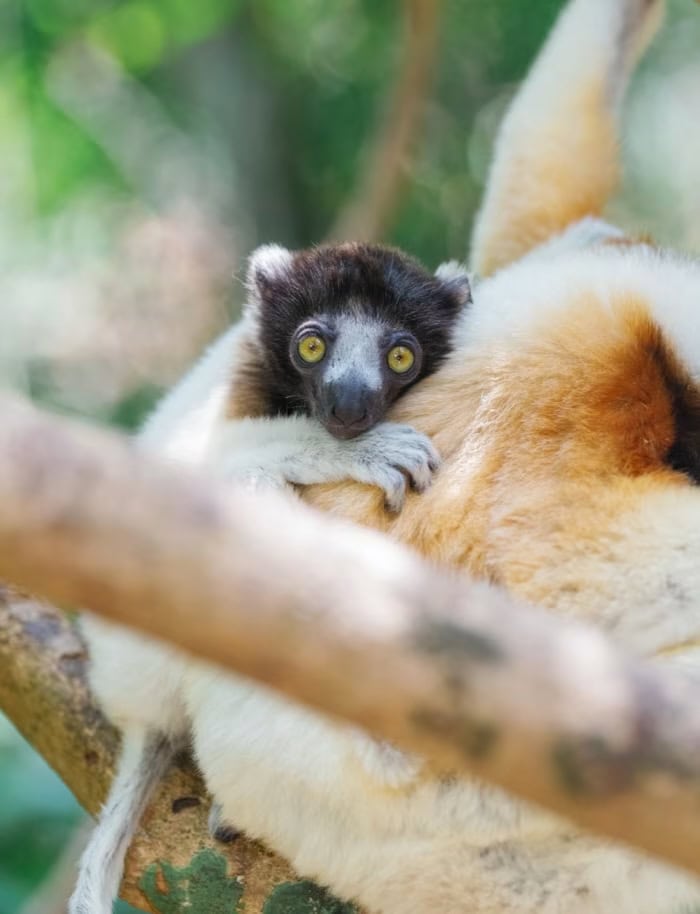 A young crowned lemur clinging to its mothers back on Miavana by Time + Tide Madagascar