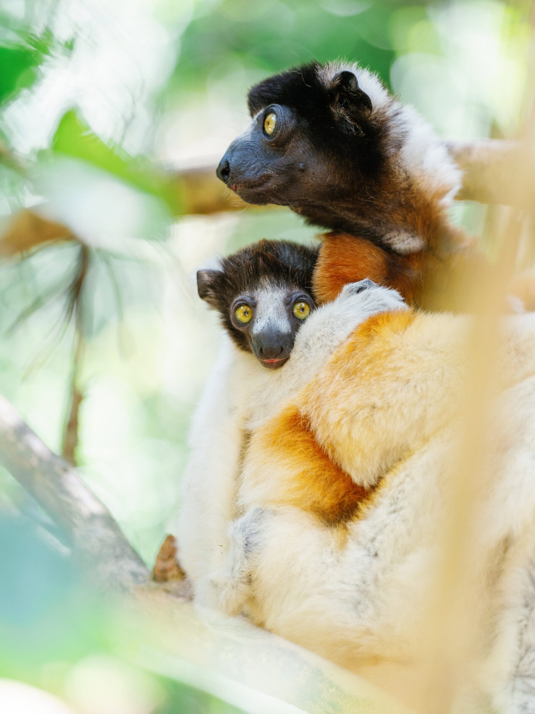 Time + Tide Tsara Komba lemur adventure, Madagascar