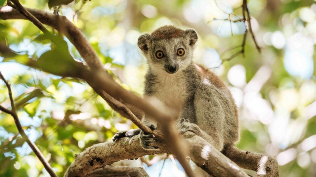 Miavana, Madagascar. © Chris Schmid, all right reserved. No reproduction without permission.