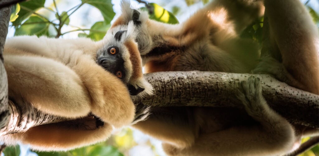 Discovering Daraina with Miavana Golden-Crowned Sifaka