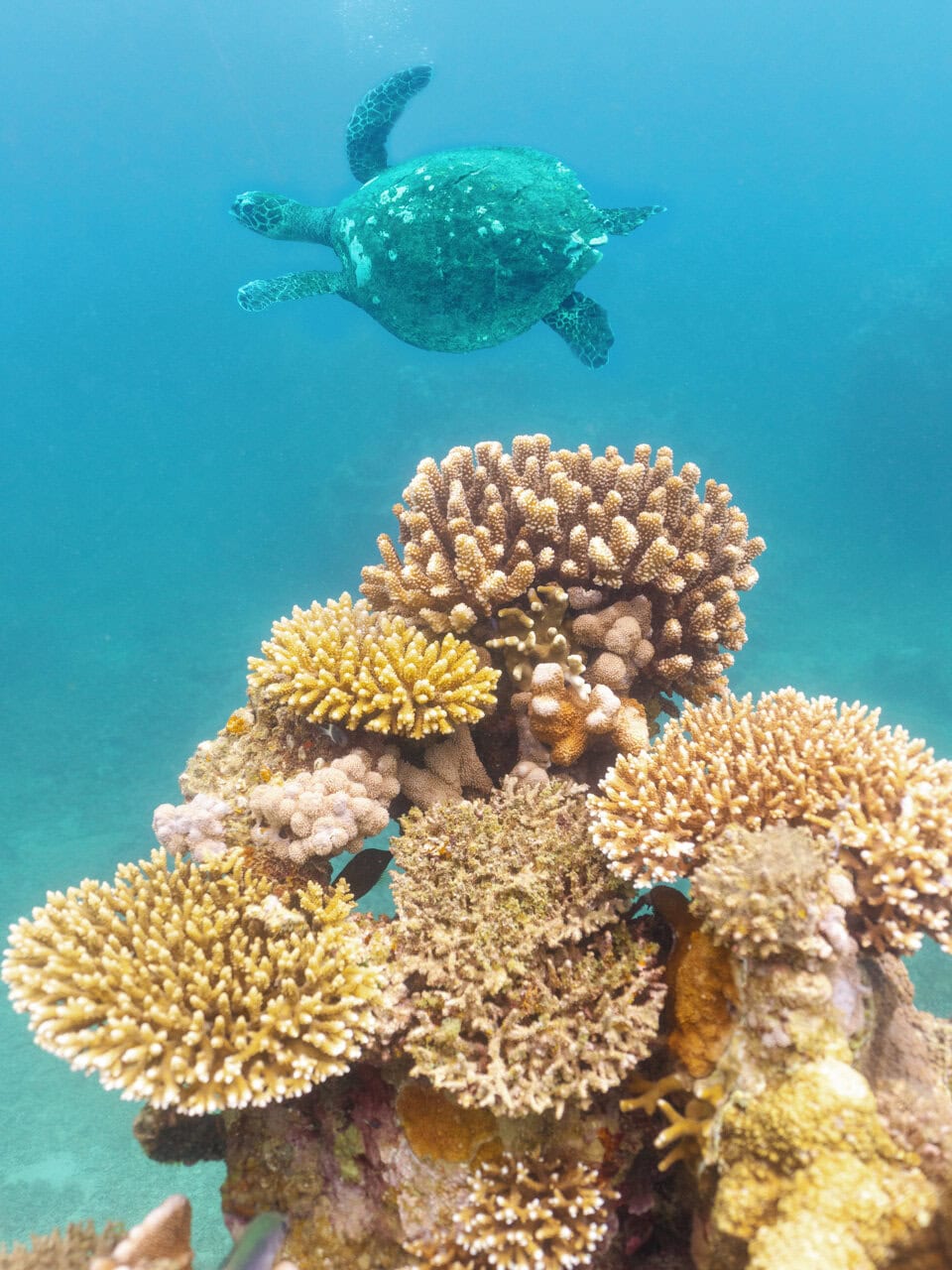 Miavana_Scuba_Diving_©_Oliver_Fly_Photography-26 (2)