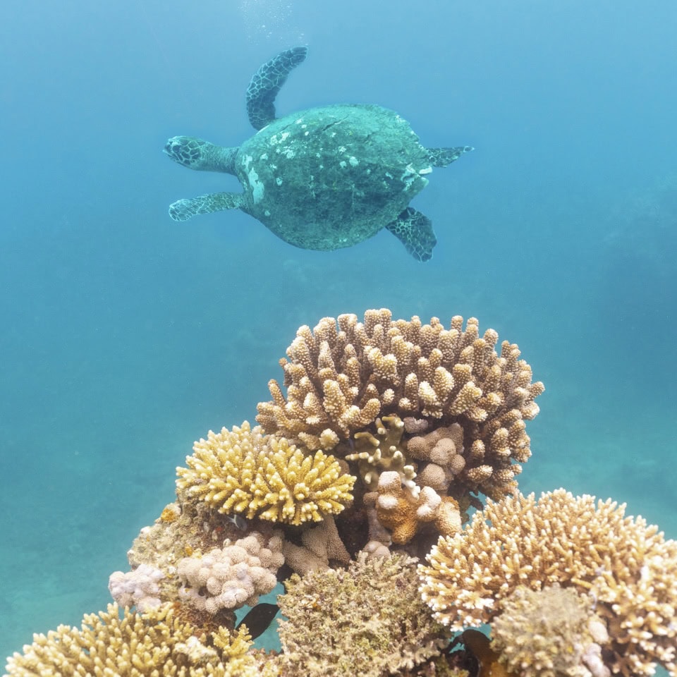 Square Miavana_Scuba_Diving_©_Oliver_Fly_Photography-26