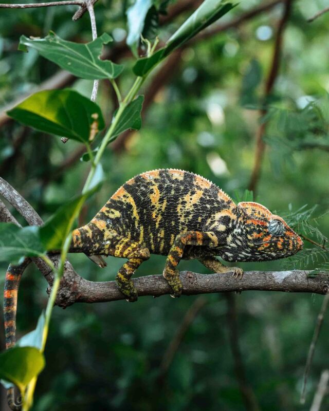 Spotted on a morning walk: a chameleon dressed in soft reds and greens, as if the leaves had painted it with a soft touch. 

+ + +

Images by @schmid_chris #MiavanabyTimeandTide #Miavana #Madagascar #PrivateIsland #LuxuryTravel