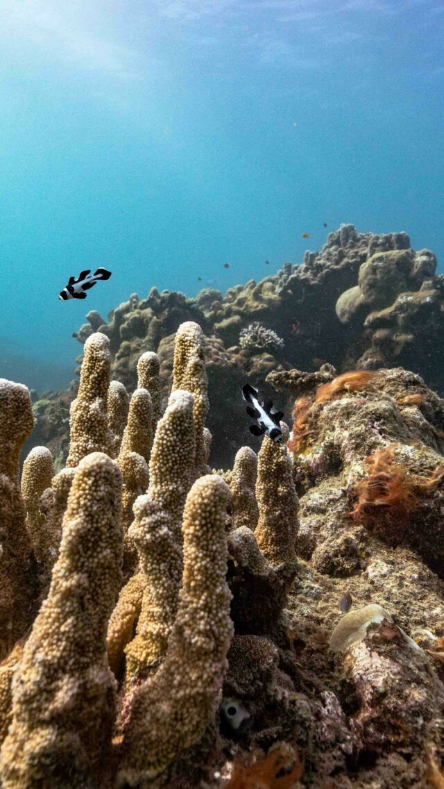 In the marine-protected waters of Miavana, the reefs teem with life. For those ready to explore deeper, there’s a delicate, bustling world just steps from our shores.

+ + +

Video by @schmid_chris #MiavanabyTimeandTide #Miavana #Madagascar #PrivateIsland #LuxuryTravel